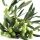 Oliveira