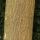 Paper Mulberry
