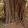 Western redcedar