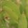 Mopane