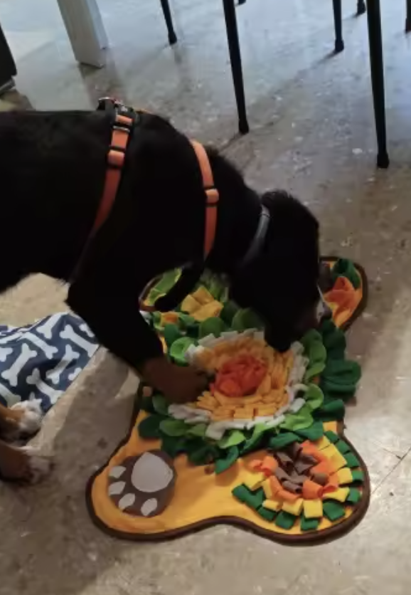Cachorro brincando