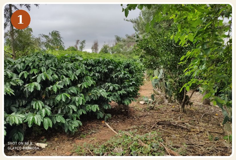 Lavoura de café em Piatã, com as fileiras de pés cultivados pela família