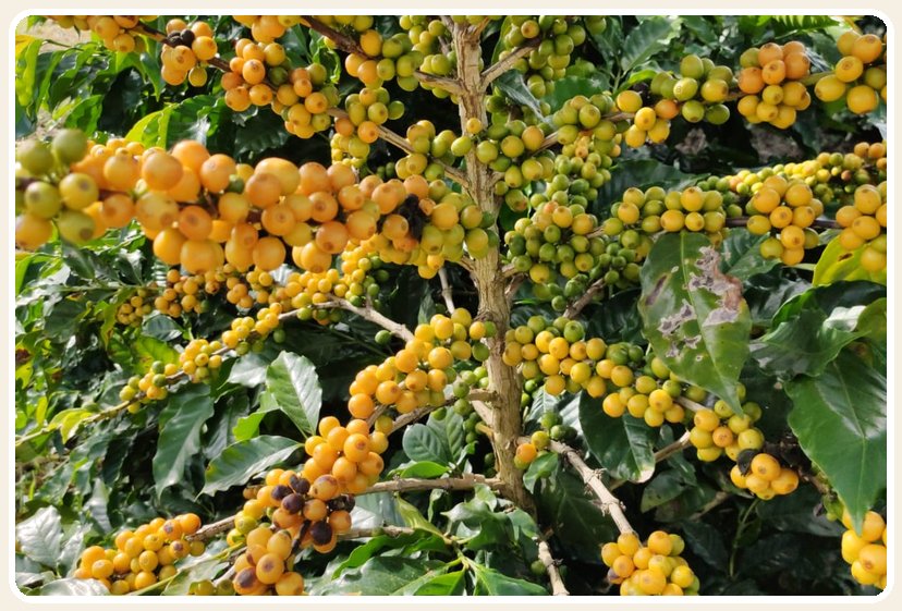Pé de café carregado de frutos amarelos maduros na fazenda em Piatã
