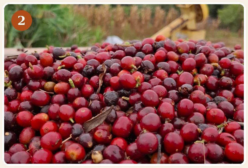Frutos de café recém-colhidos, cerejas vermelhas maduras