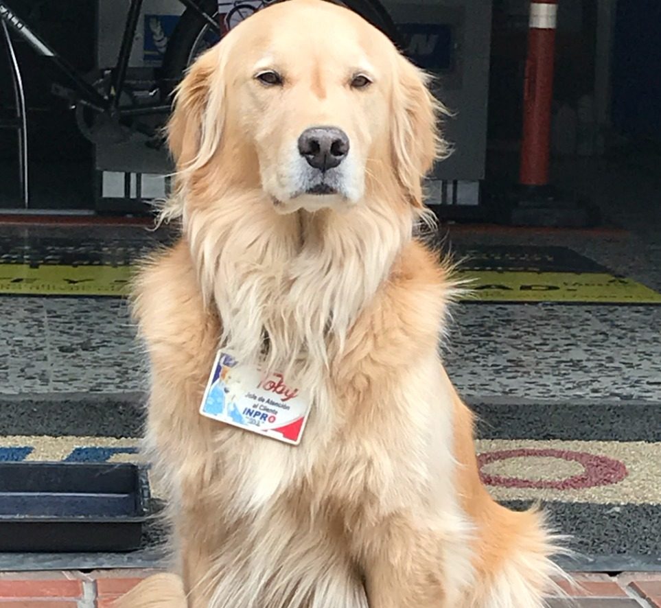 Toby