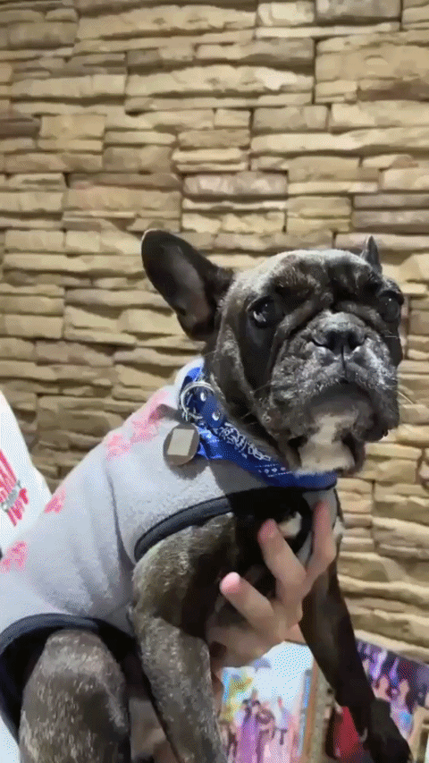 Escaneo real del c&oacute;digo QR grabado en el dije de acero de Tsuki Pets con la c&aacute;mara de un celular