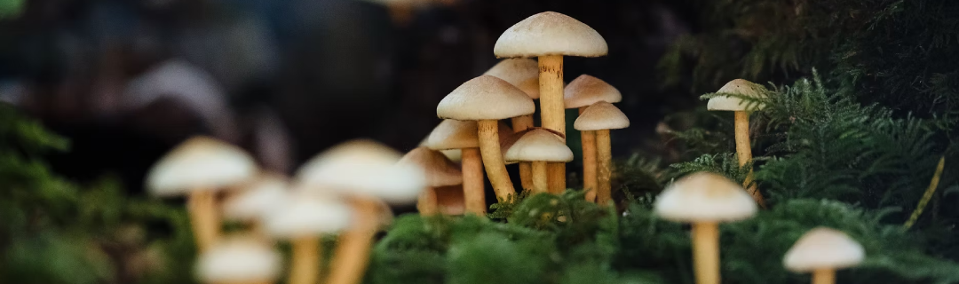 Hongos