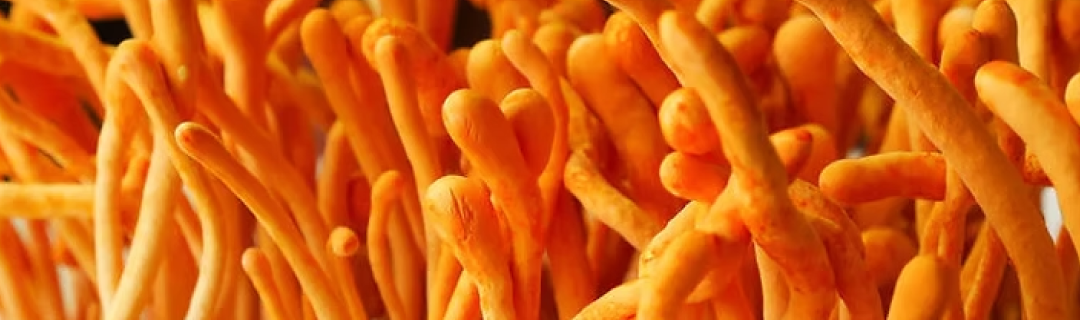 Hongos