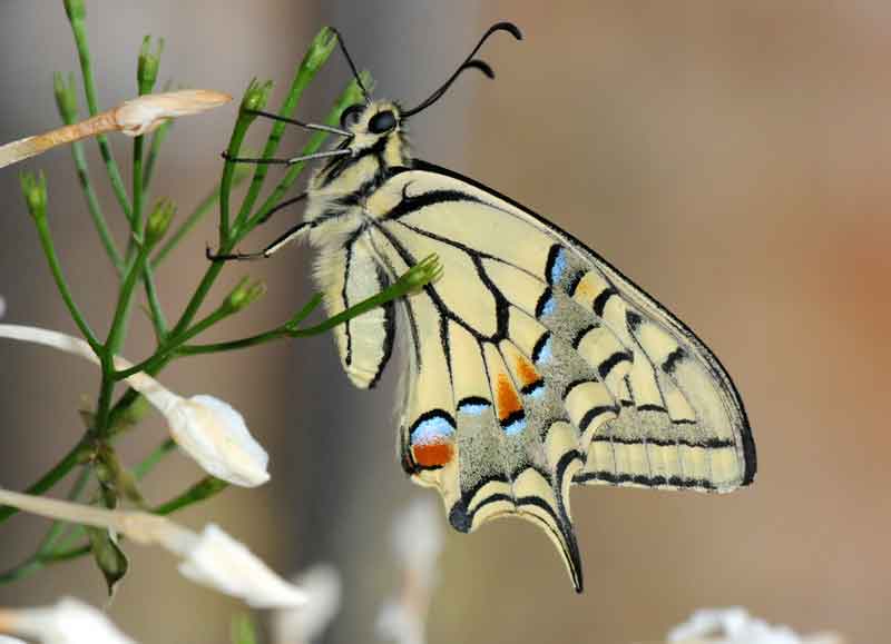 Borboleta Flambé que inspirou o nome da marca