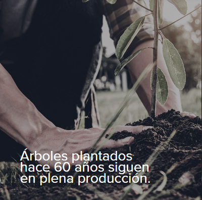 Producto de madera Raíz