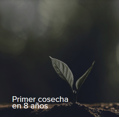 Producto de madera Raíz