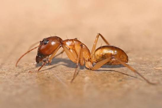 Formigas Doceiras
