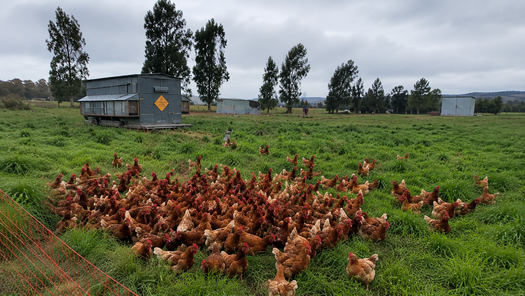 Gallinas pastoriles criadas al aire libre en La Tandilera, Tandil.2