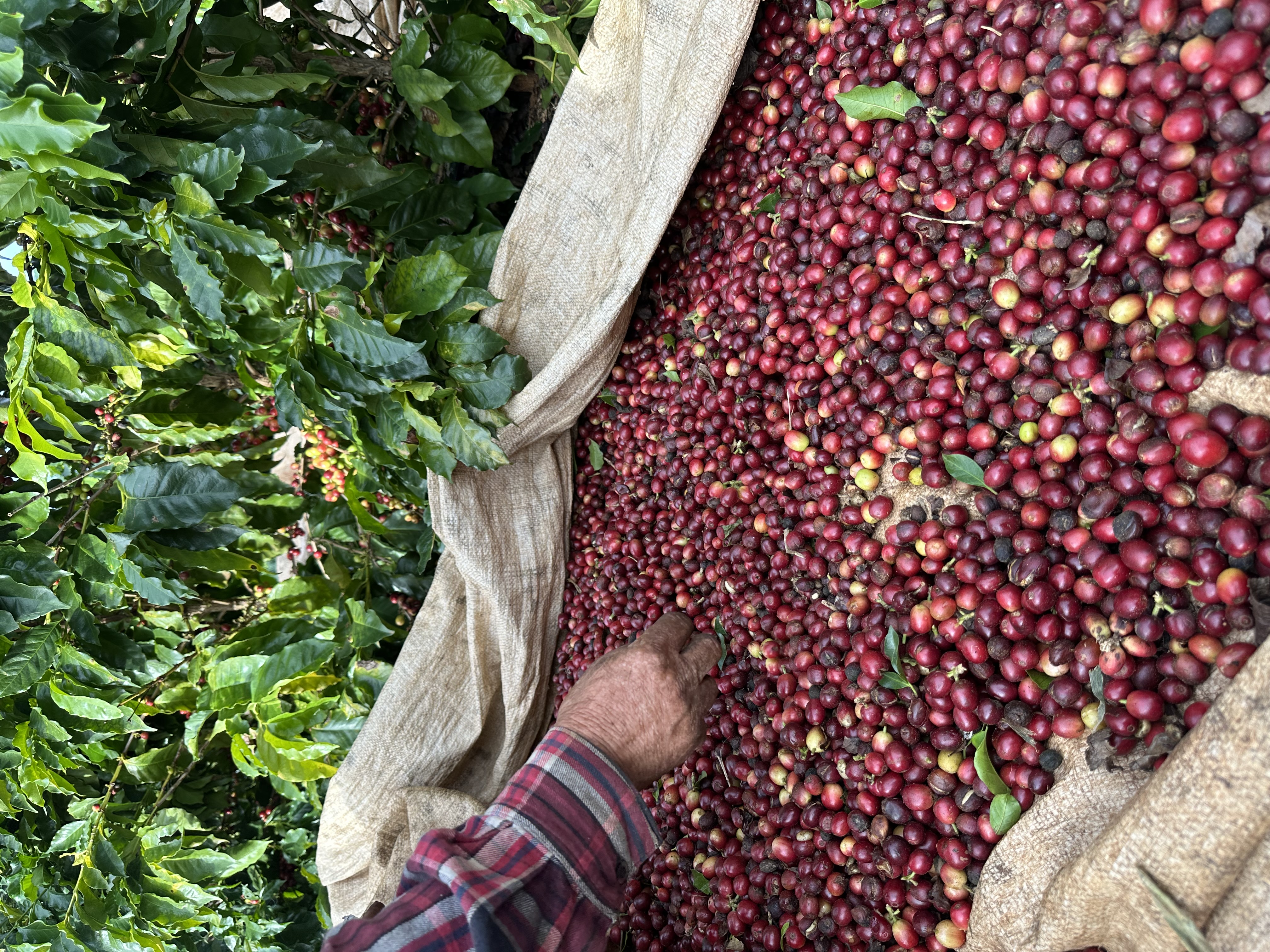 Colheita de café
