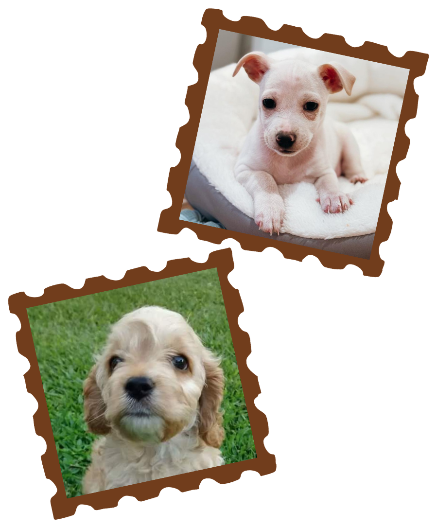 Cocca y Charly de cachorros