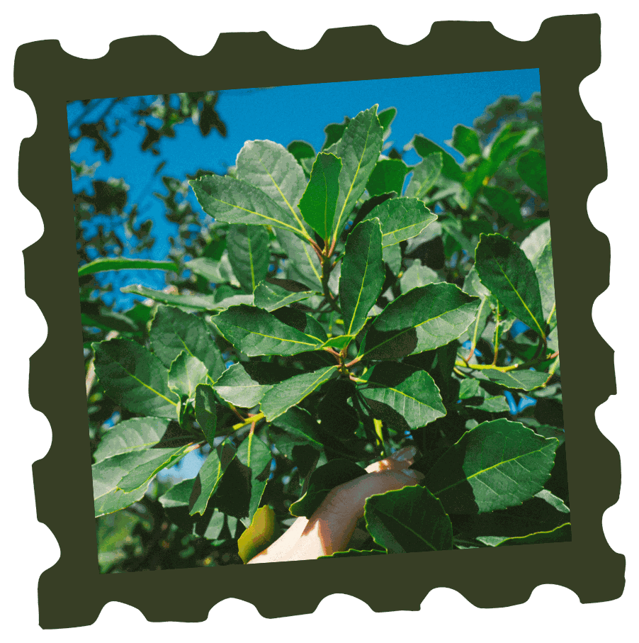 Planta de yerba mate contra el cielo