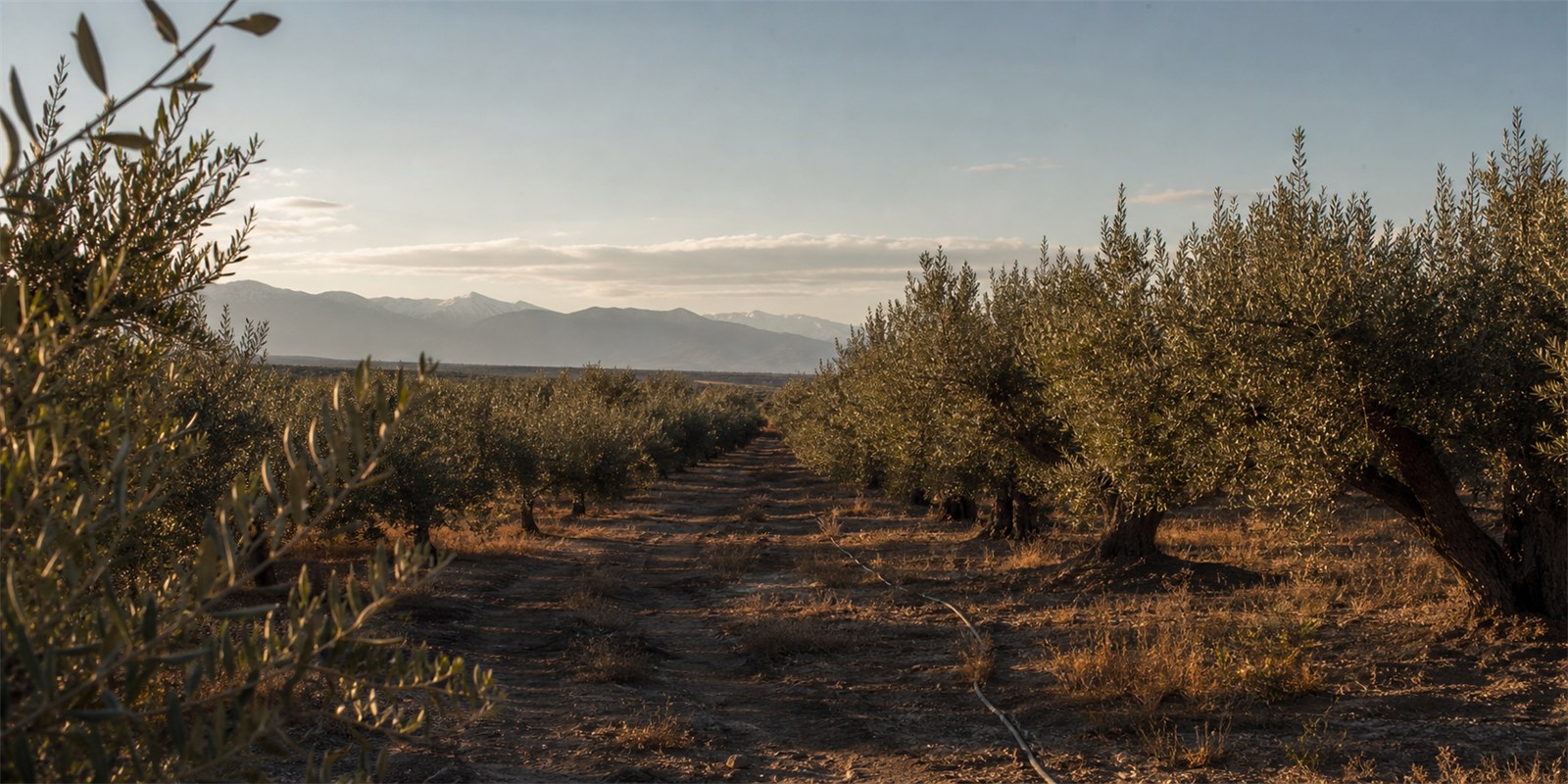 Olivar en Coquimbito, Maipú, donde nace el aceite NUN