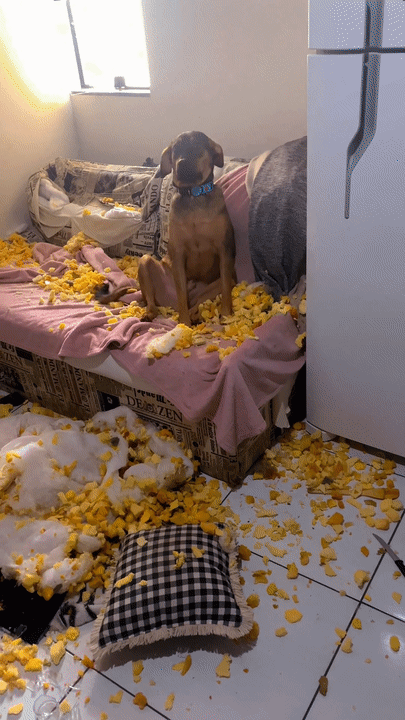 Pet usando o LickJoy