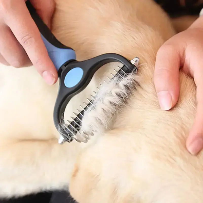 C&atilde;o feliz ap&oacute;s desembarace completo