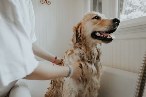 Remo&ccedil;&atilde;o de p&ecirc;los mortos e massagem relaxante com a luva