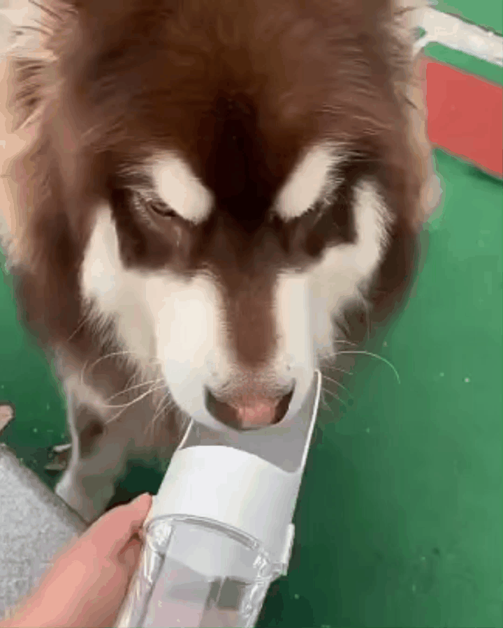 Pet bebendo &aacute;gua limpa de forma pr&aacute;tica e r&aacute;pida