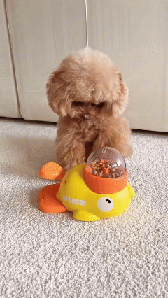Pet interagindo com o Patinho Interativo Petoca