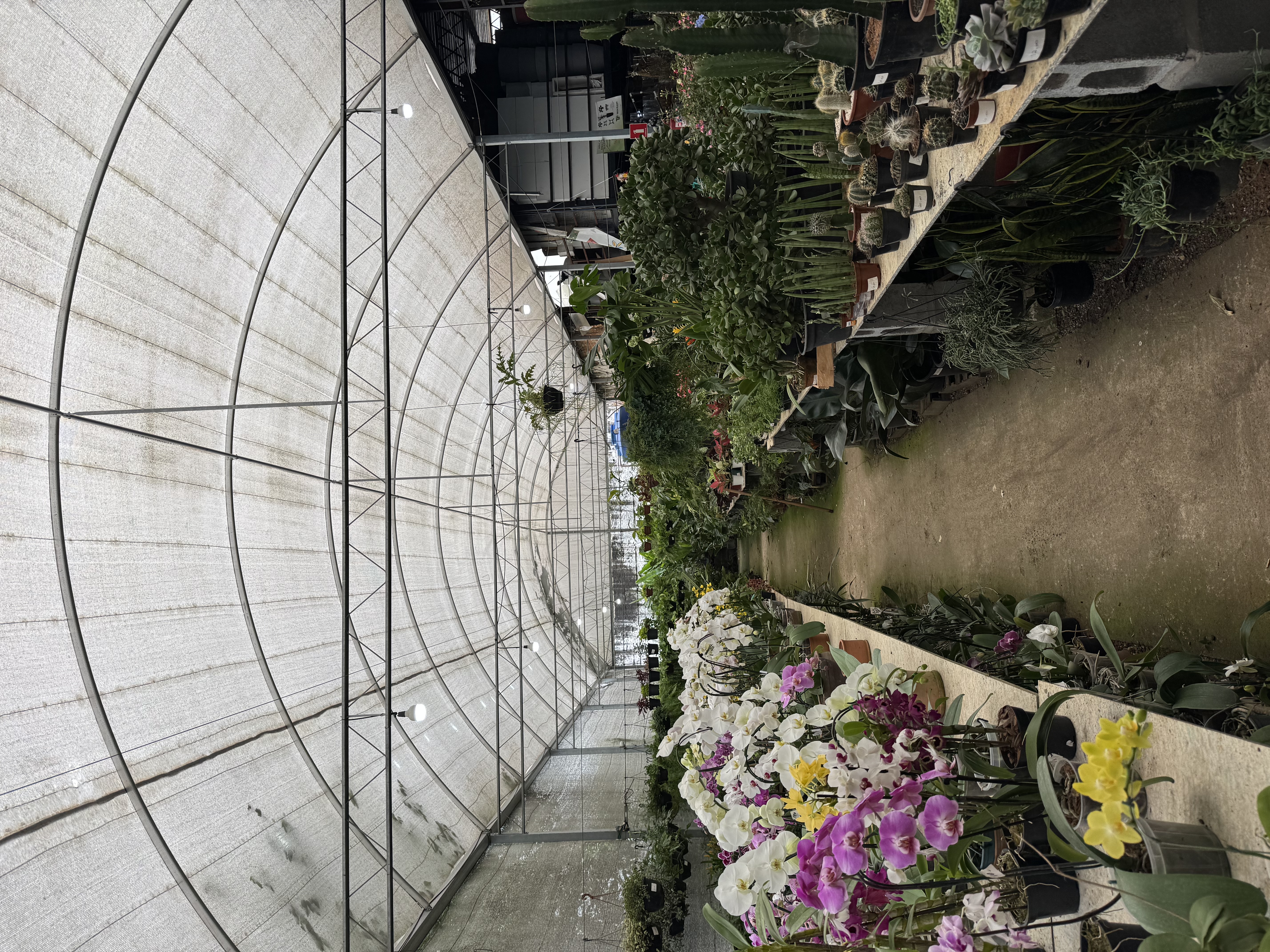 Corredor da estufa com orquídeas coloridas e plantas na loja física Tutoia Flores