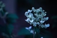 Gardenia Bliss