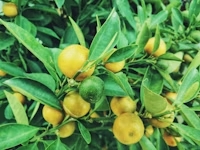 Lemon Sunset