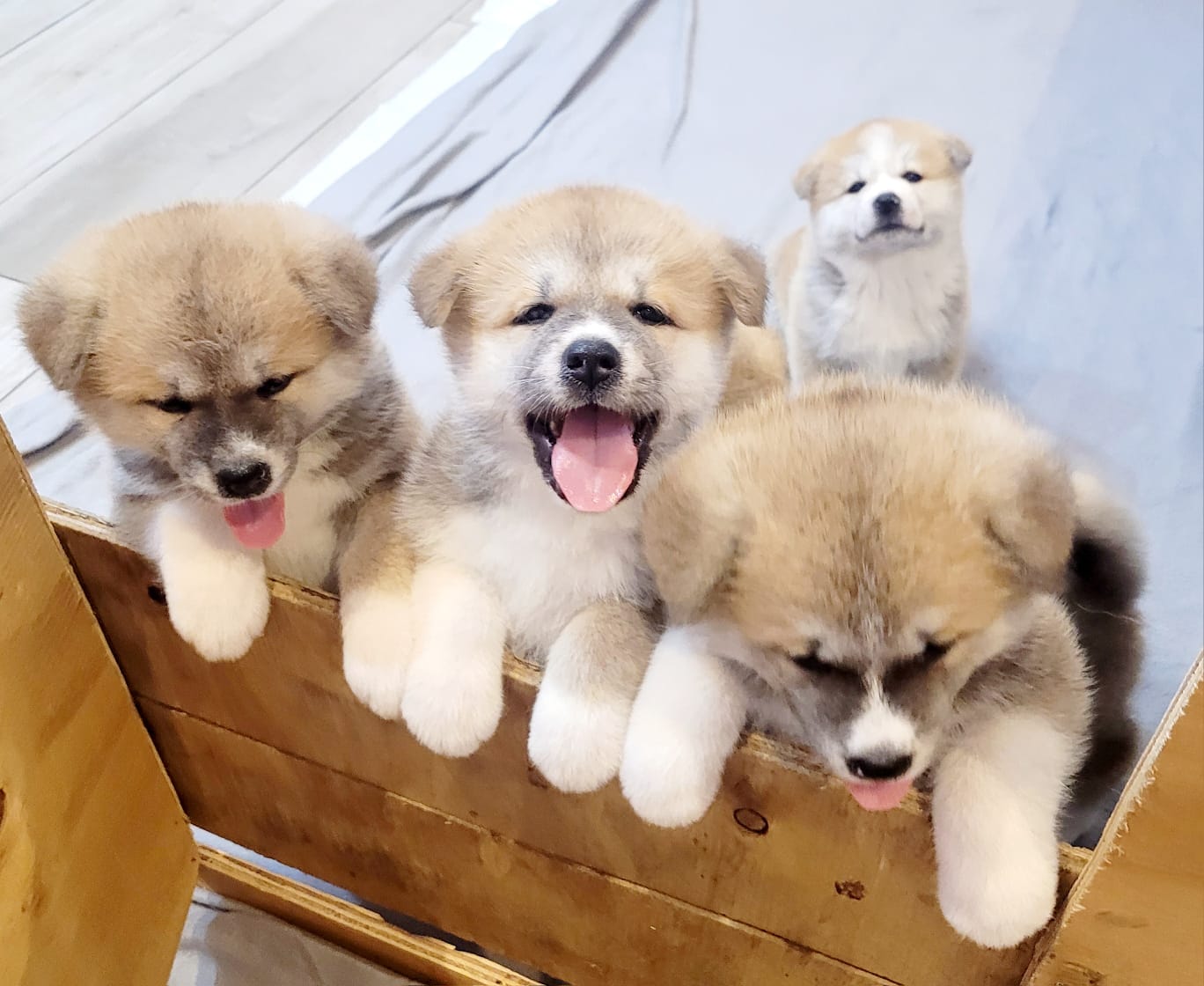 Kiyo junto a sus hermanitos cuando era cachorro
