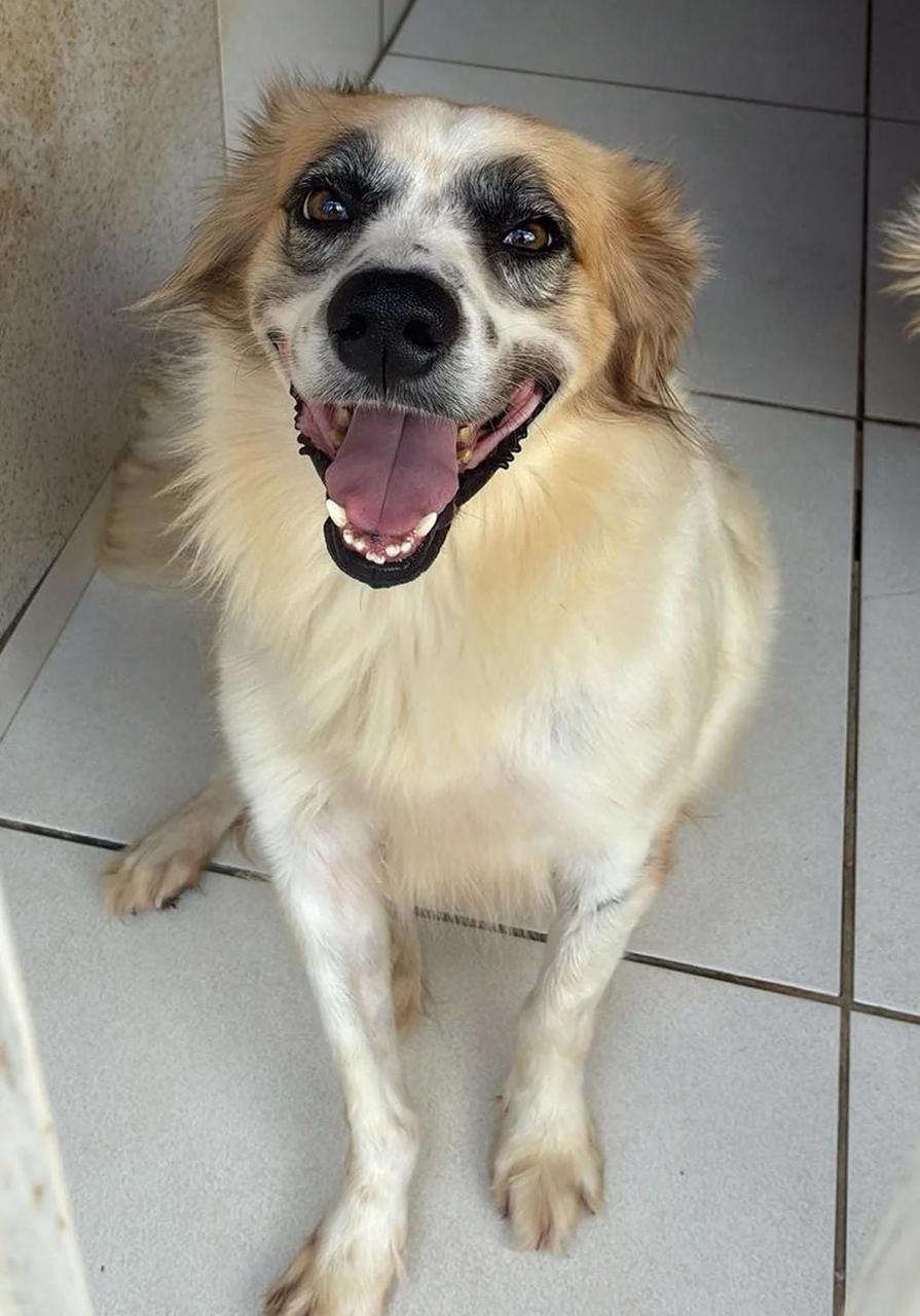 Simba, venceu a cinomose!