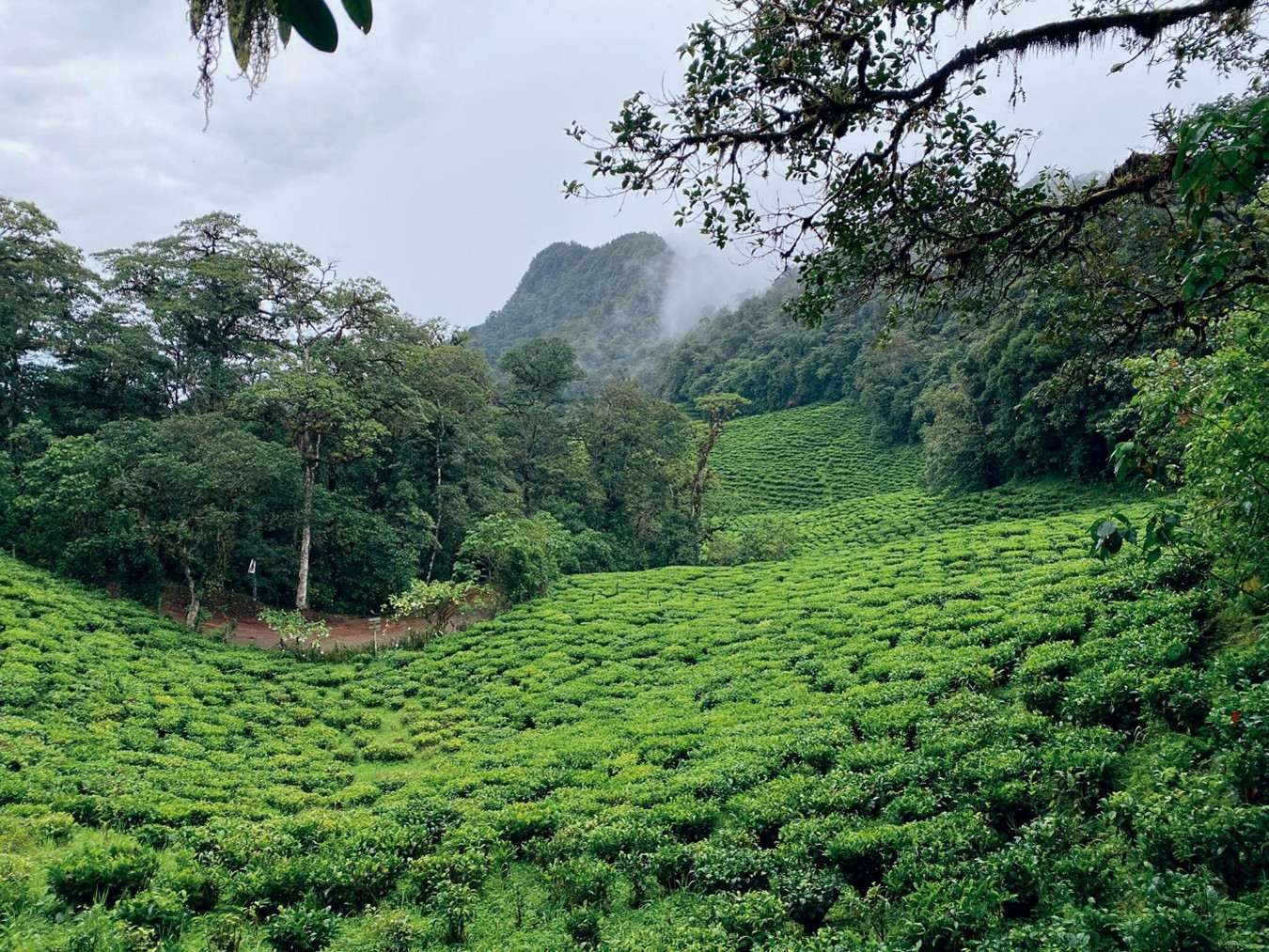 Plantação de chá da Agrícola Himalaya em Bitaco, no Valle del Cauca, com montanhas ao fundo