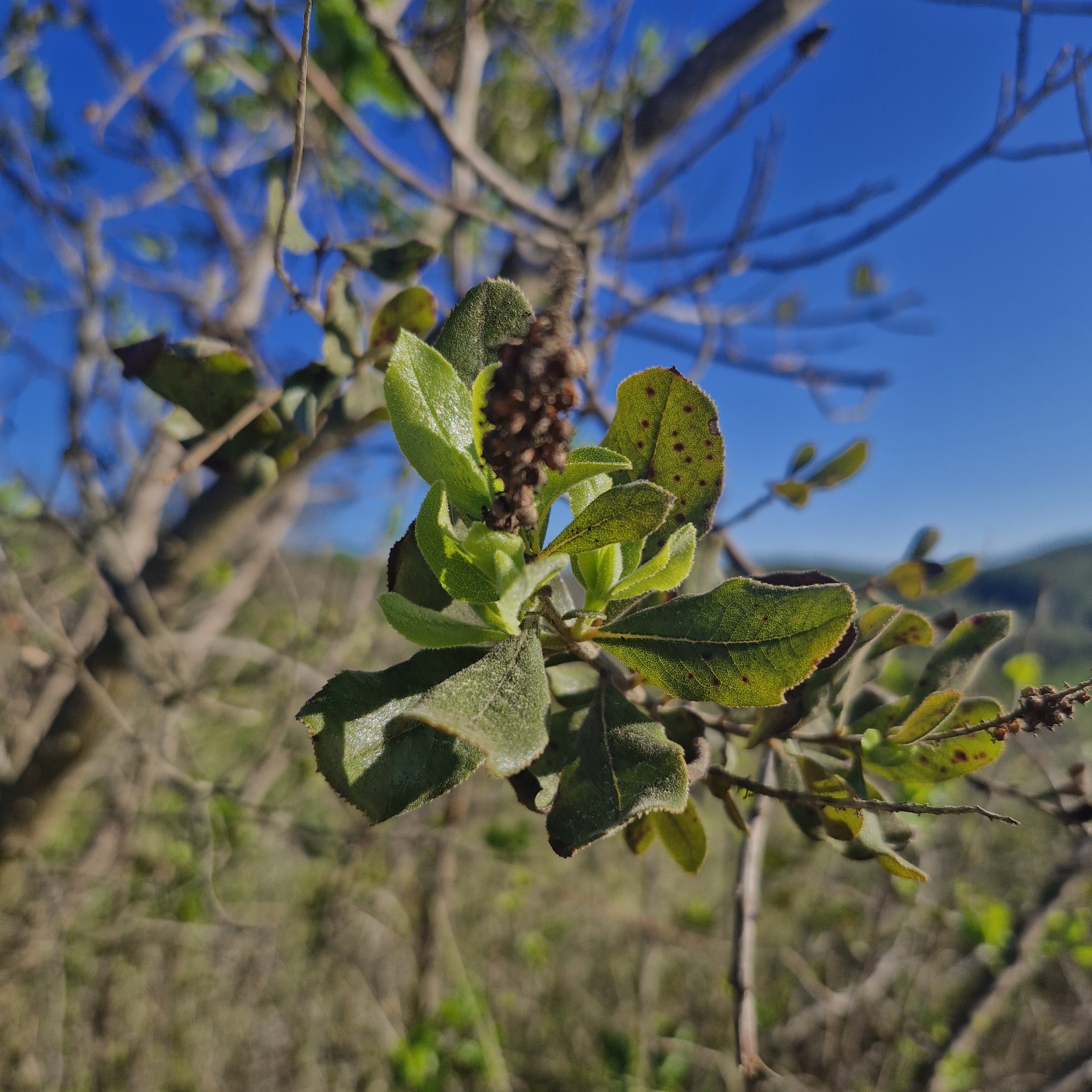 Corontillo