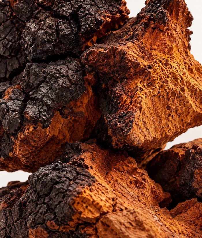 Chaga