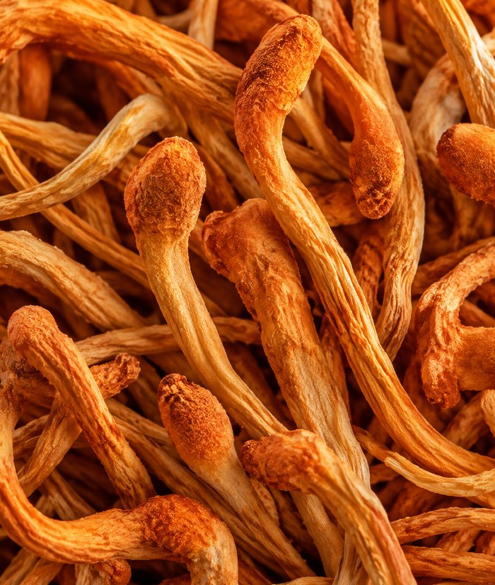 Cordyceps