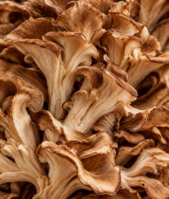Maitake