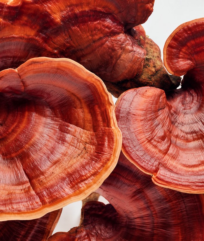Reishi