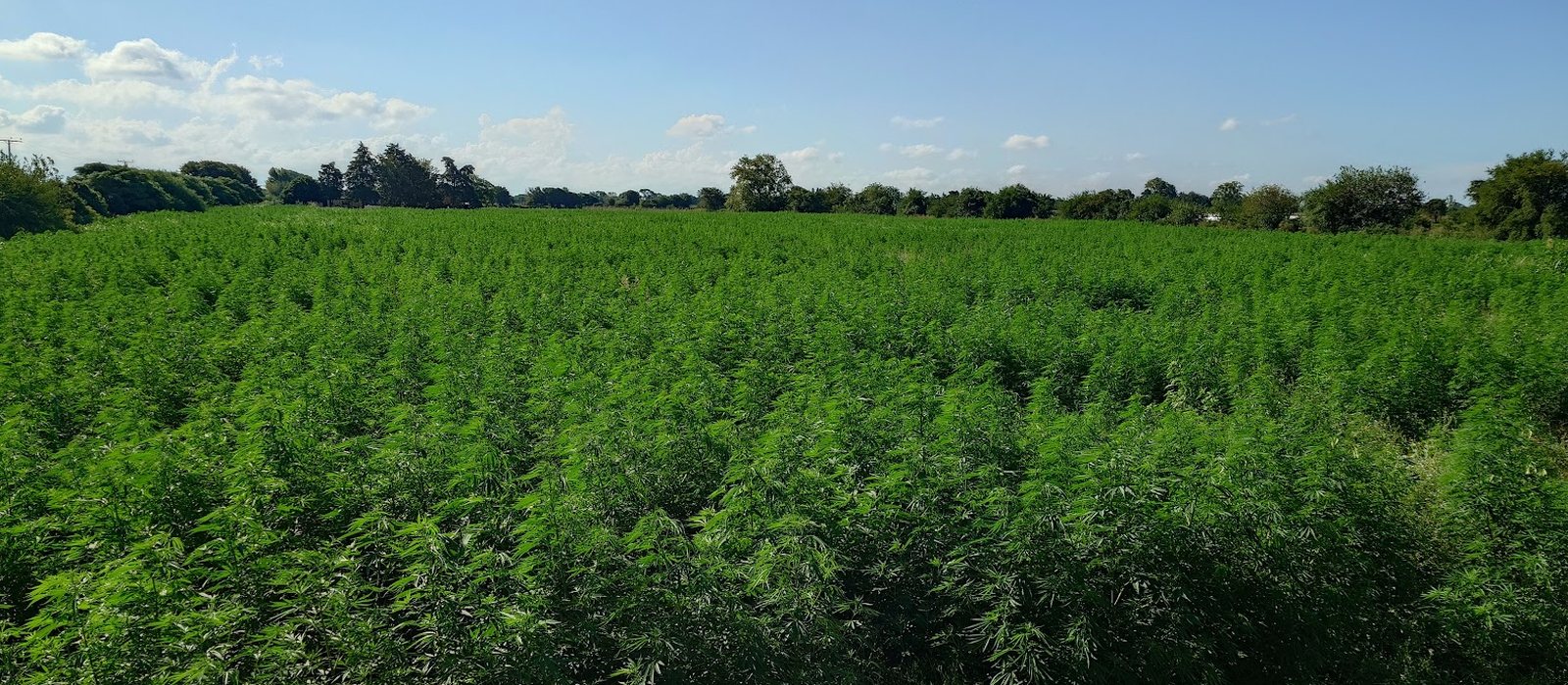 Campo de cáñamo de Pure Hemp en Colonia Caroya