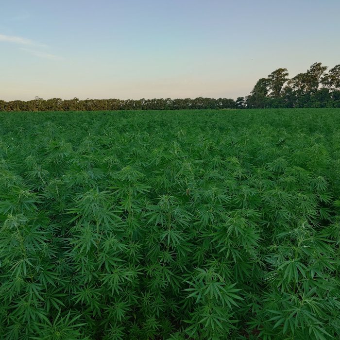 Cultivo de cáñamo