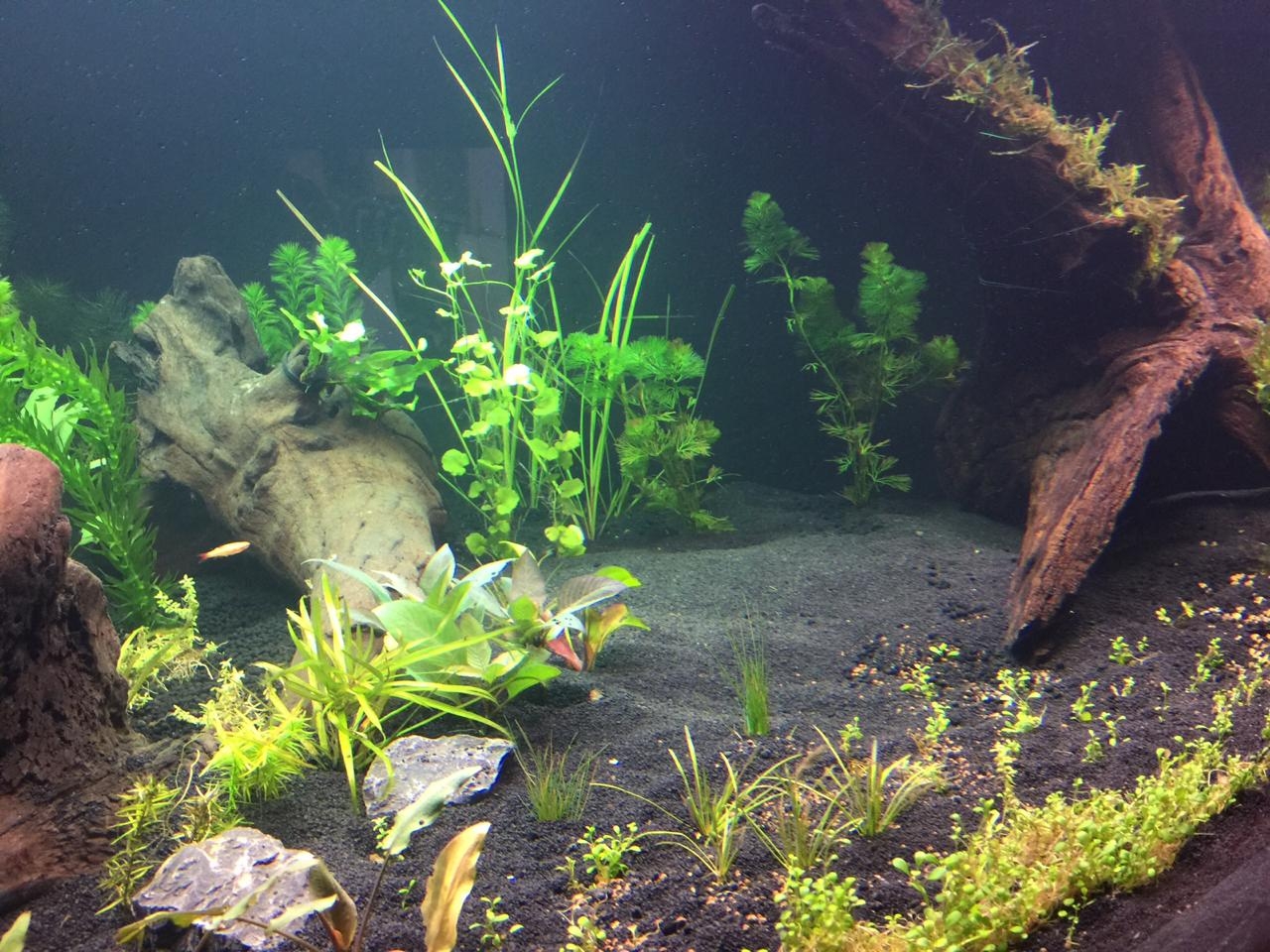 As plantas