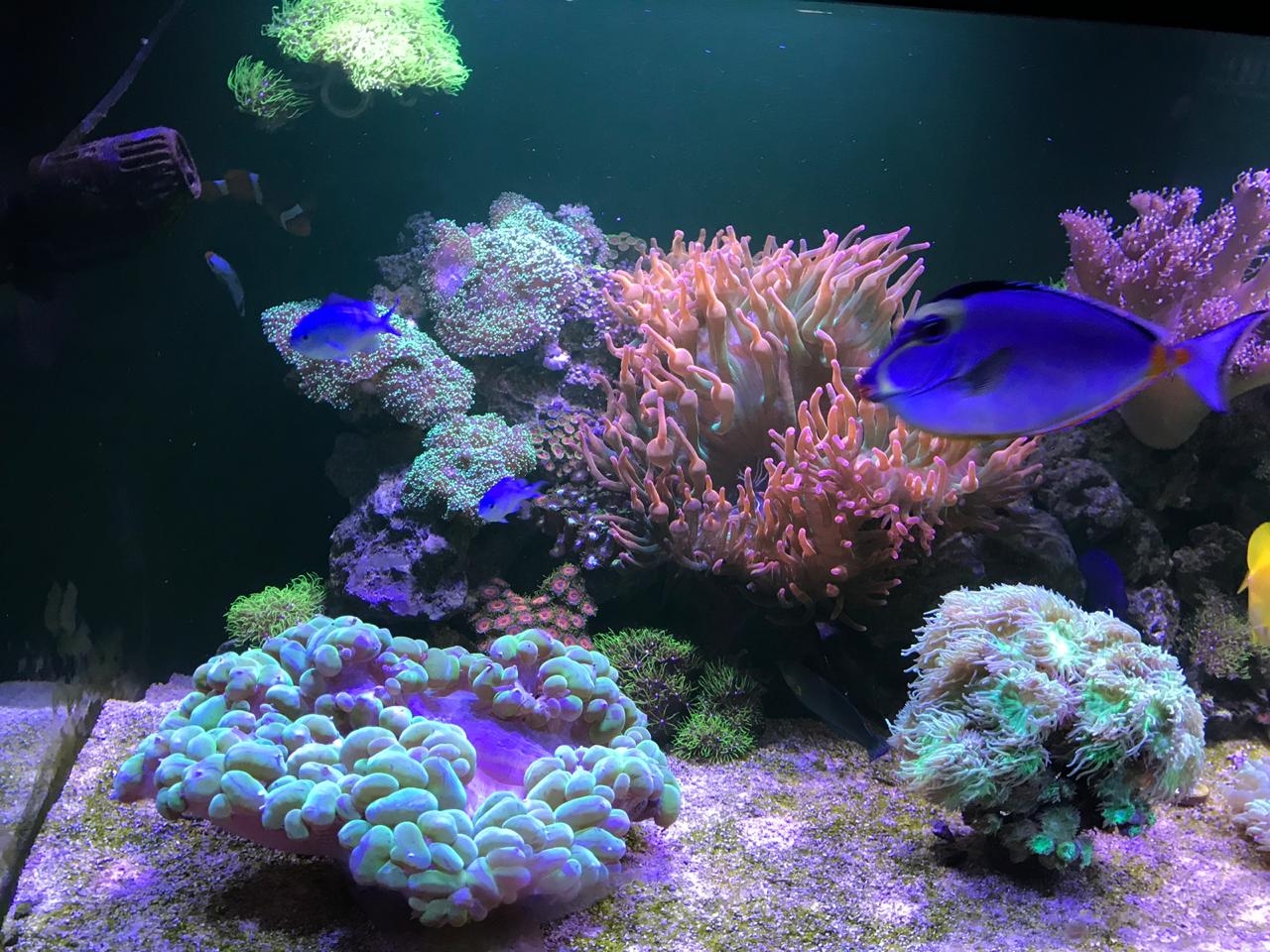 Peixes