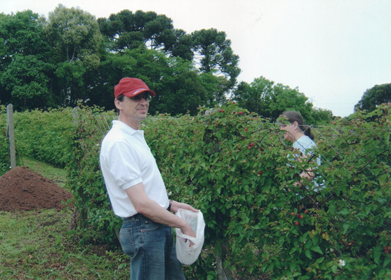 Colheita de Framboesas Blaszkowsky