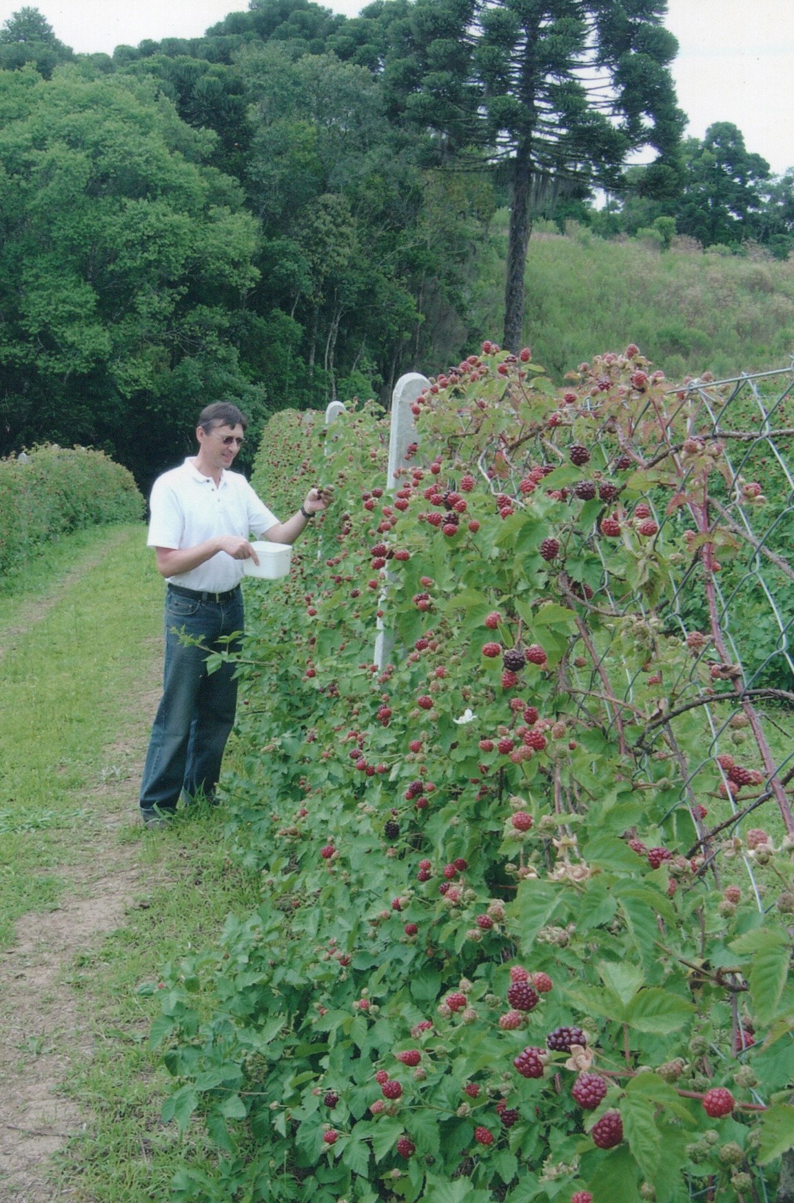 Colheita de Framboesas Blaszkowsky 2003