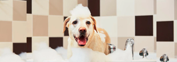 Banner de la categoría HIGIENE Y BELLEZA