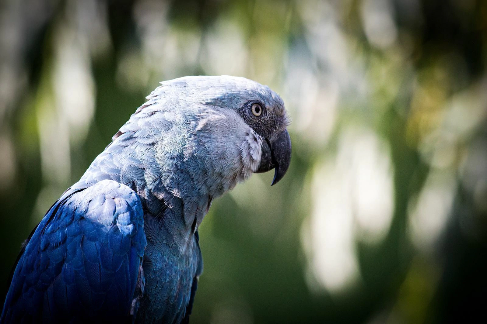 Banner da categoria Collab Parceiros da Caatinga