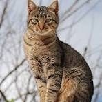 Archivo:Cat November 2010-1a.jpg - Wikipedia, la ...
