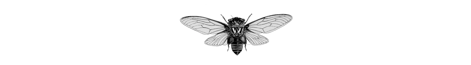 Banner da categoria Hemiptera